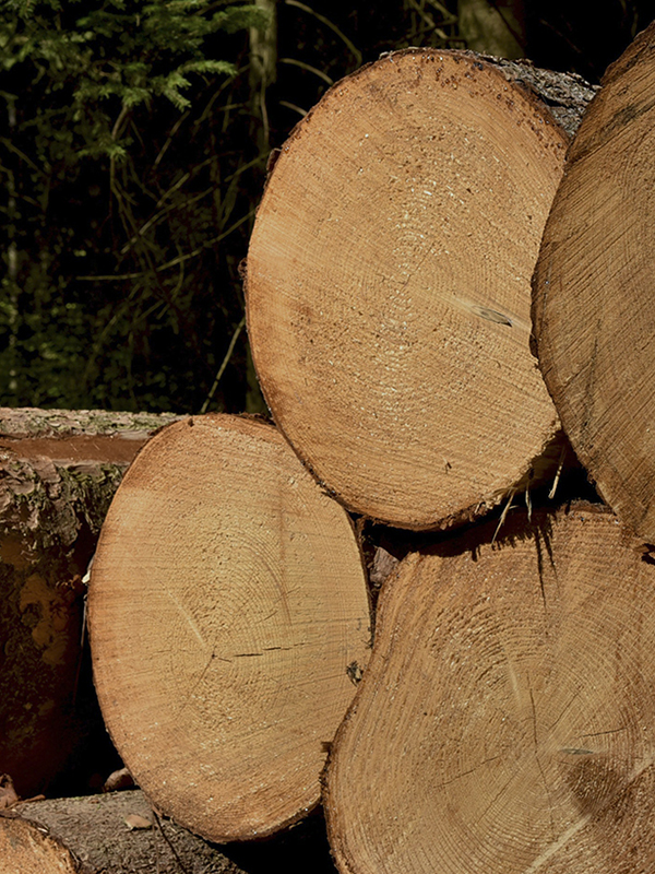 troncos maderas del diablo 4 troncos maderas del diablo 4